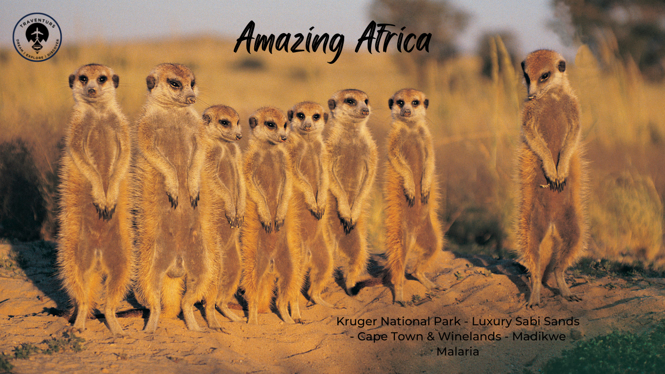 South Africa Safari Deals: Lions, Vineyards & Starry Skies!